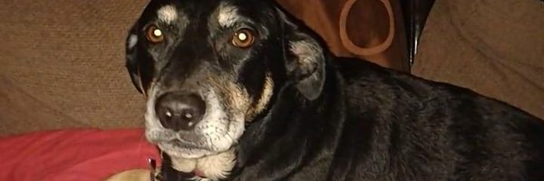 Find_Panda Profile Banner