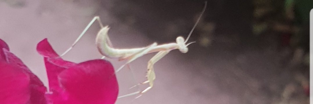 lib32's profile banner image