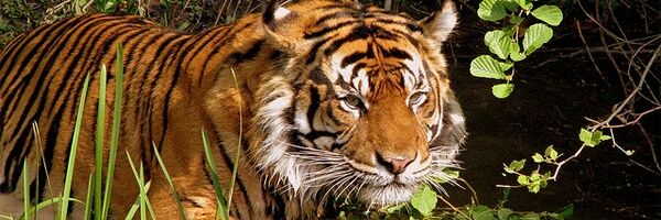 Joshua Djodjo banner