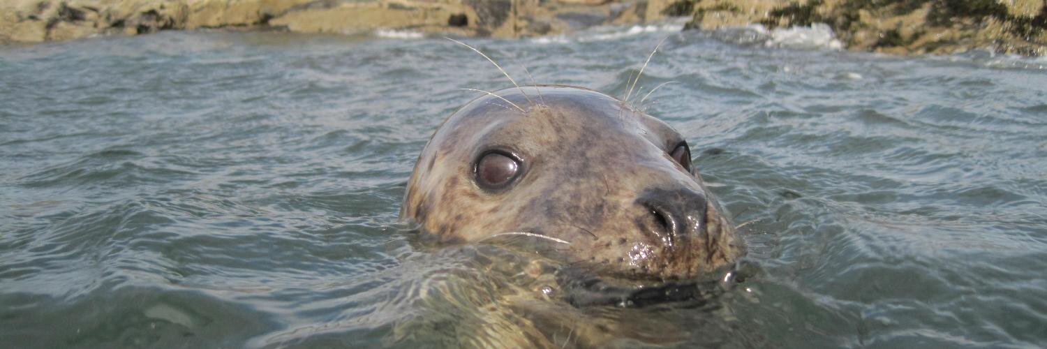 Sealdiver's profile banner image