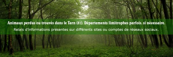MissingTarn81 Profile Banner