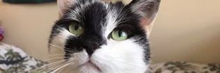 Gembopinx's profile banner image