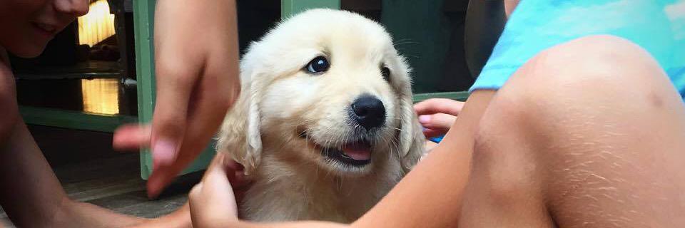 cute_dog_zone's profile banner image