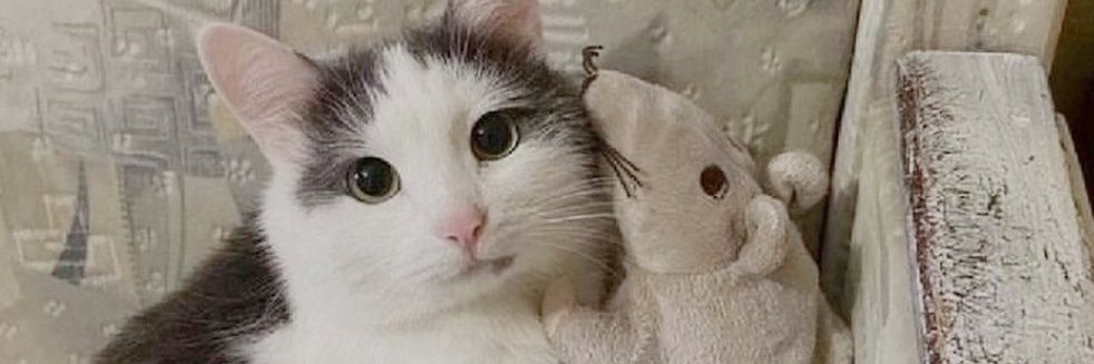 willmegacool's profile banner image