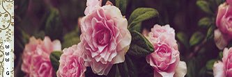 bara_100's profile banner image