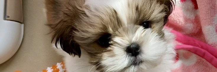 shinepyon_'s profile banner image