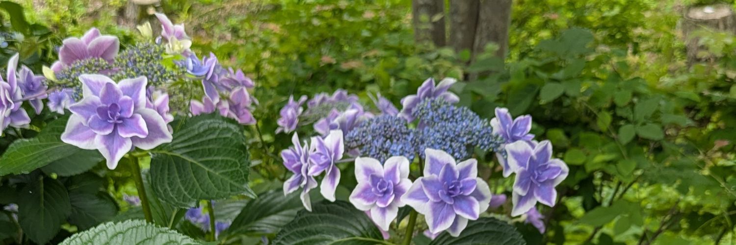 beautifulfaice's profile banner image