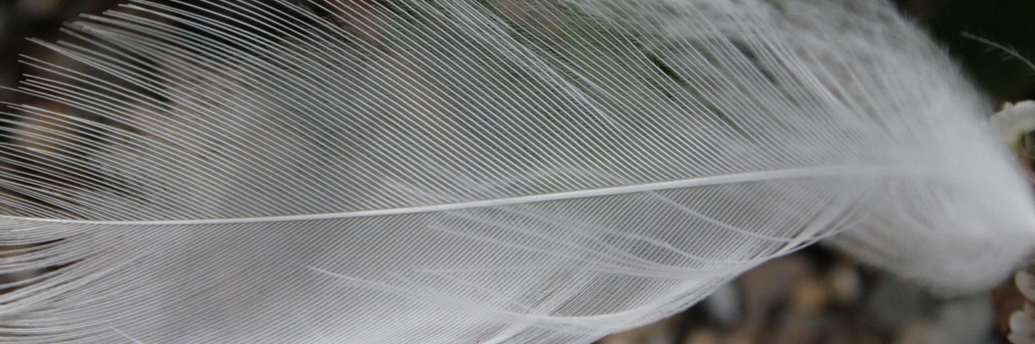 Terp_10's profile banner image