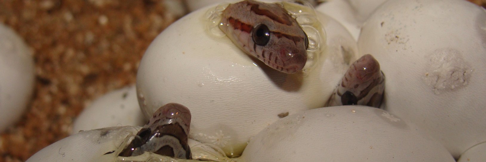 Snake_Dreams's profile banner image