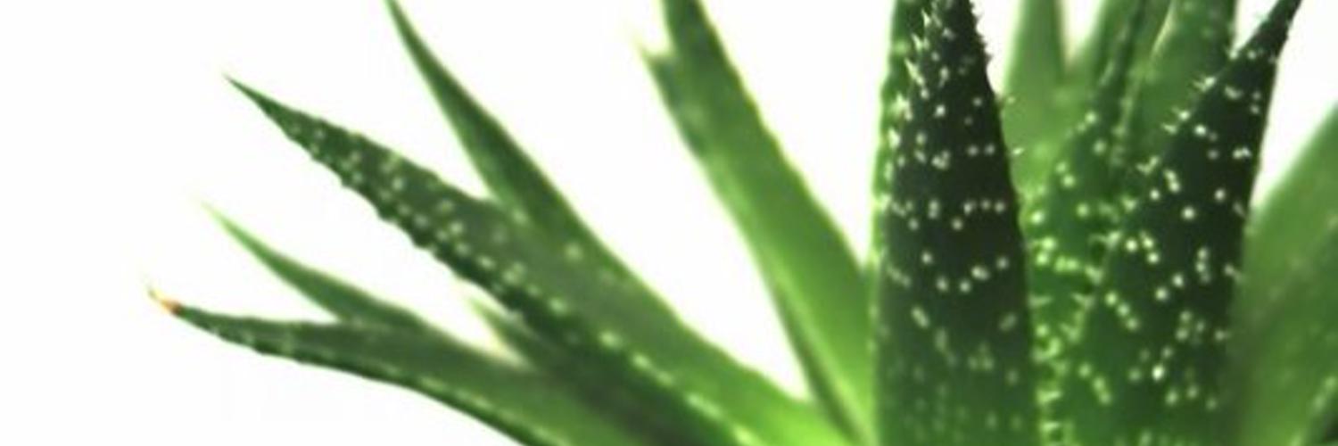 dzhalayag's profile banner image