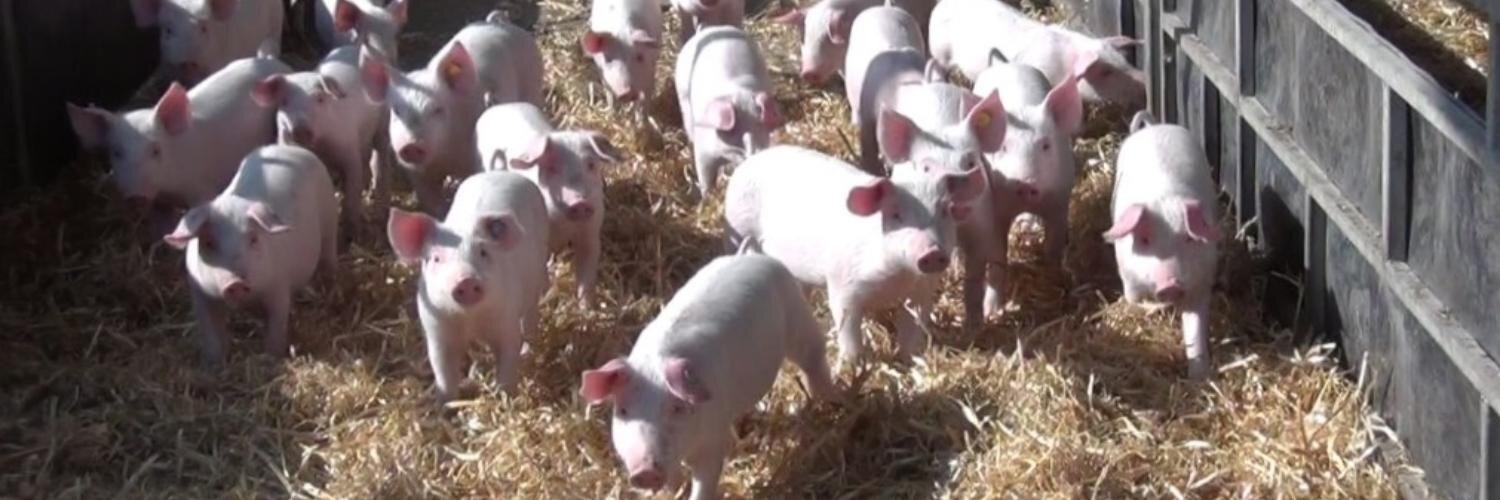 Thomas Wengenroth banner