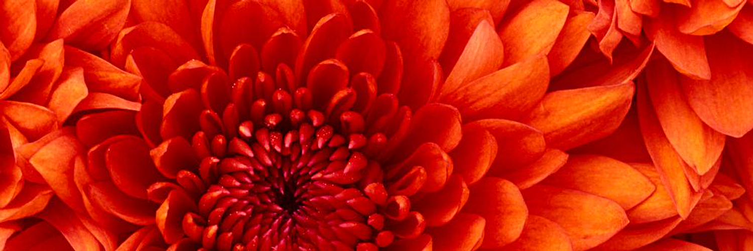 pasykin's profile banner image