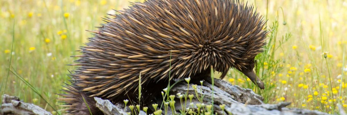 Animal Ecology Lab banner