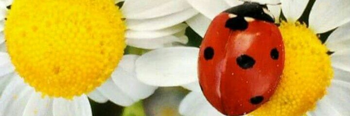 Leslie G.Dale 💮🌸🌺🏵🌼 banner