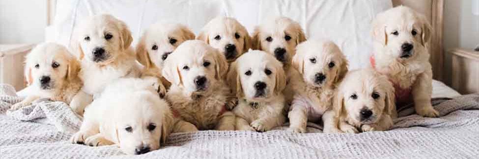 KansasGoldens's profile banner image