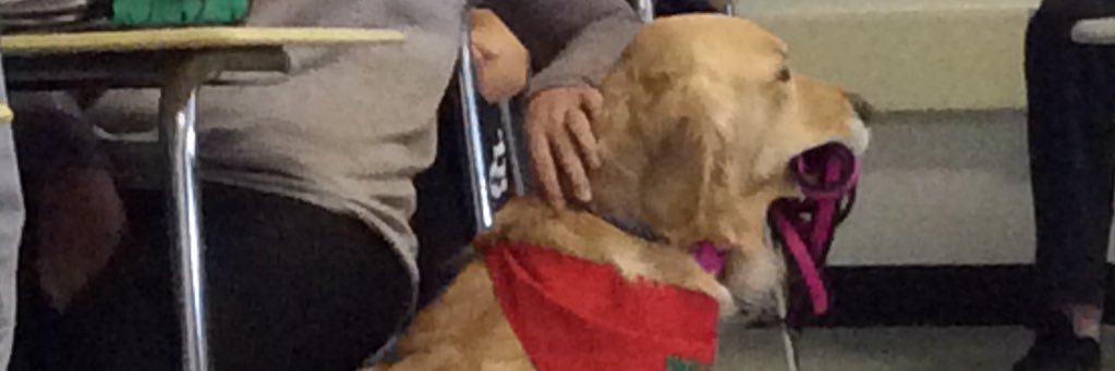 Colleen Babcock banner