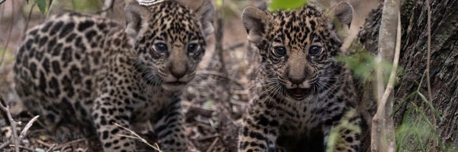 LuisMartínez Ambientalista banner
