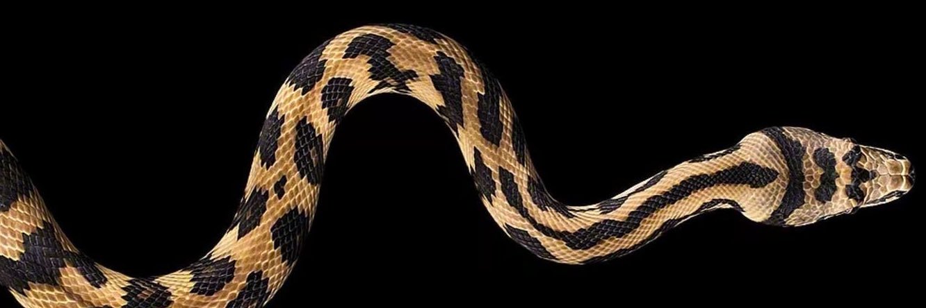 𝐋𝐞 𝐕𝐞𝐧𝐢𝐦𝐞𝐮𝐱 banner