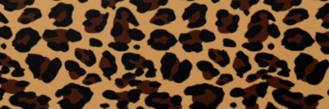 kelliecacioppo's profile banner image