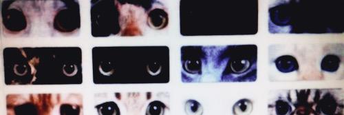 Loxcavalinho's profile banner image