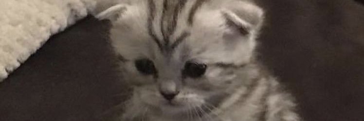 canryamn's profile banner image