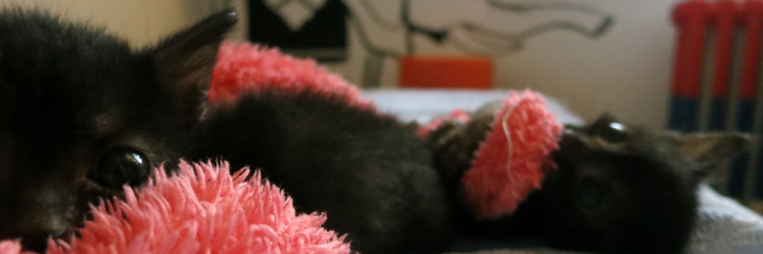 mici_acab's profile banner image
