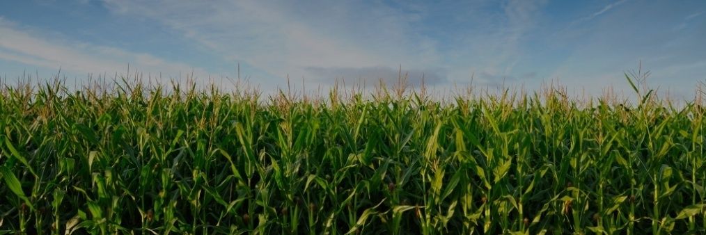 stalk_corn's profile banner image