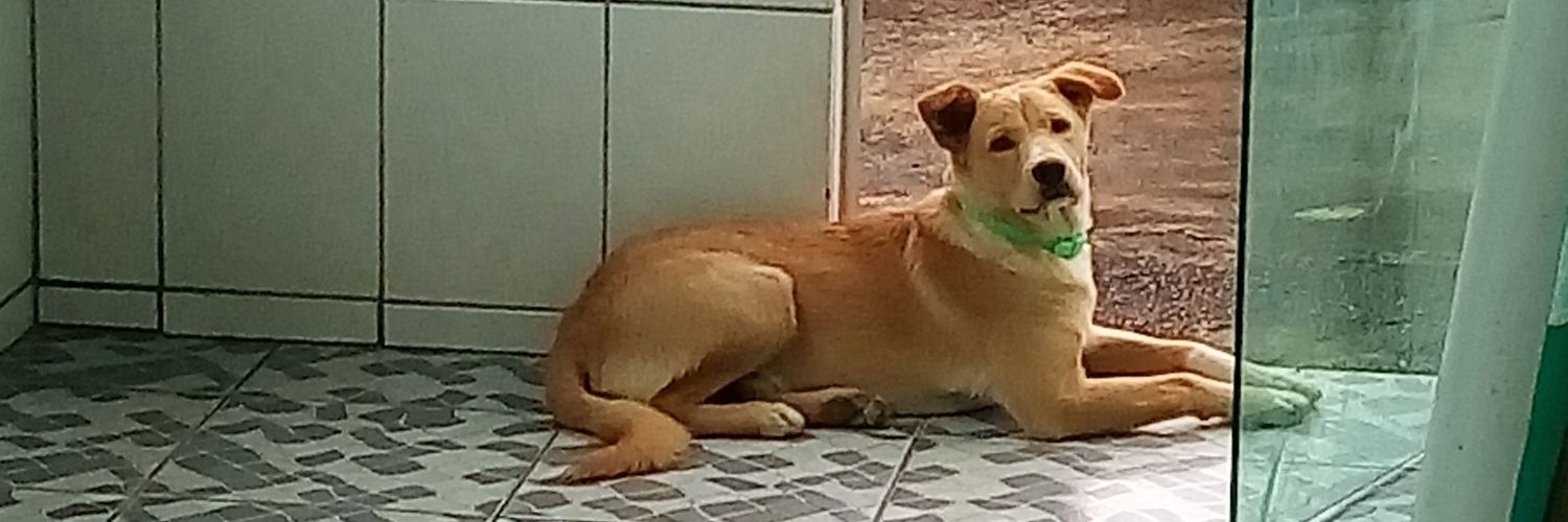 linesbeatriz's profile banner image
