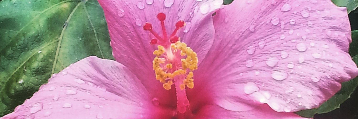priscillacoats's profile banner image