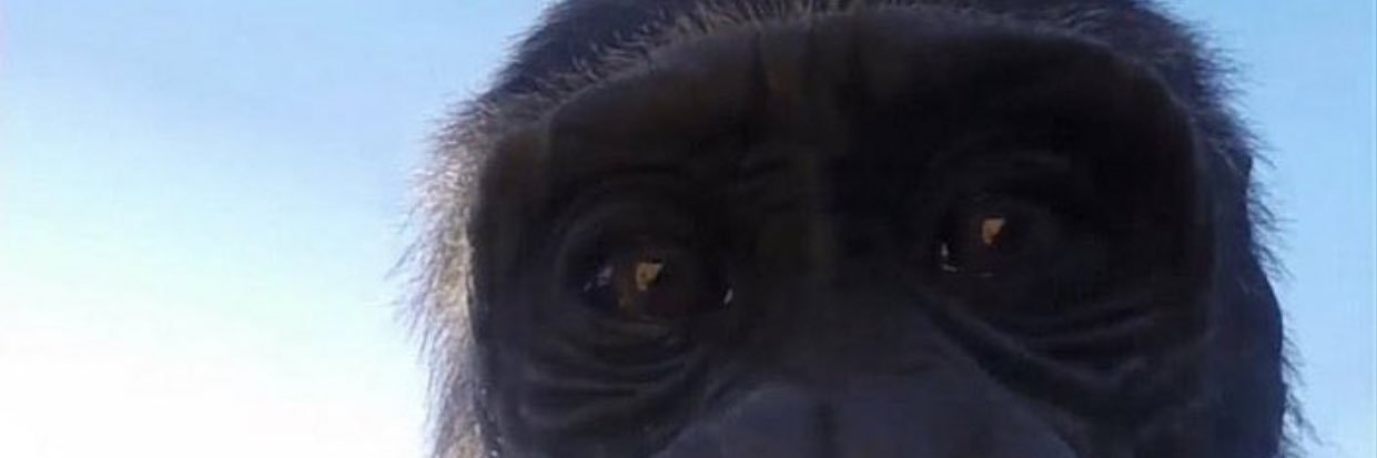 Anyakomega's profile banner image