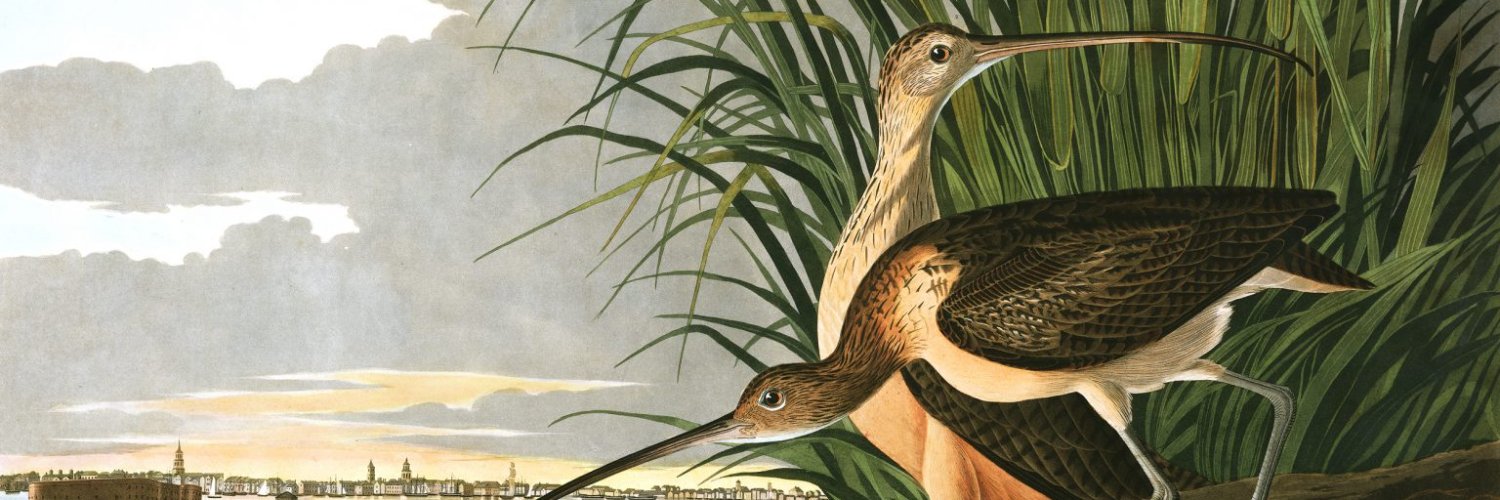 Ashley Coates banner