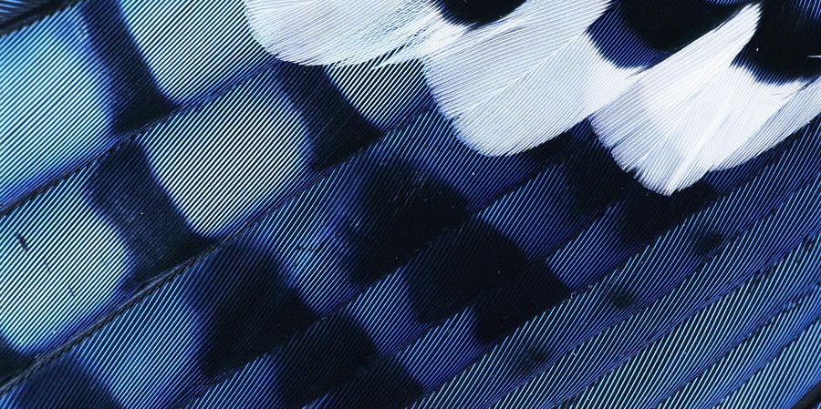 AngelicBluejay's profile banner image