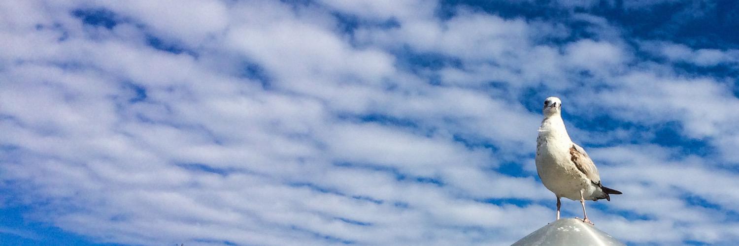 Steve S banner