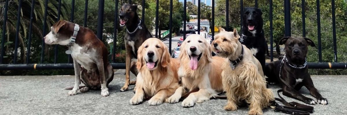 DogFaune's profile banner image