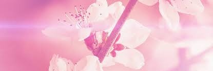 4839Piyo's profile banner image