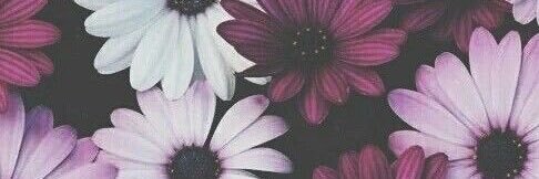 srta_esee's profile banner image