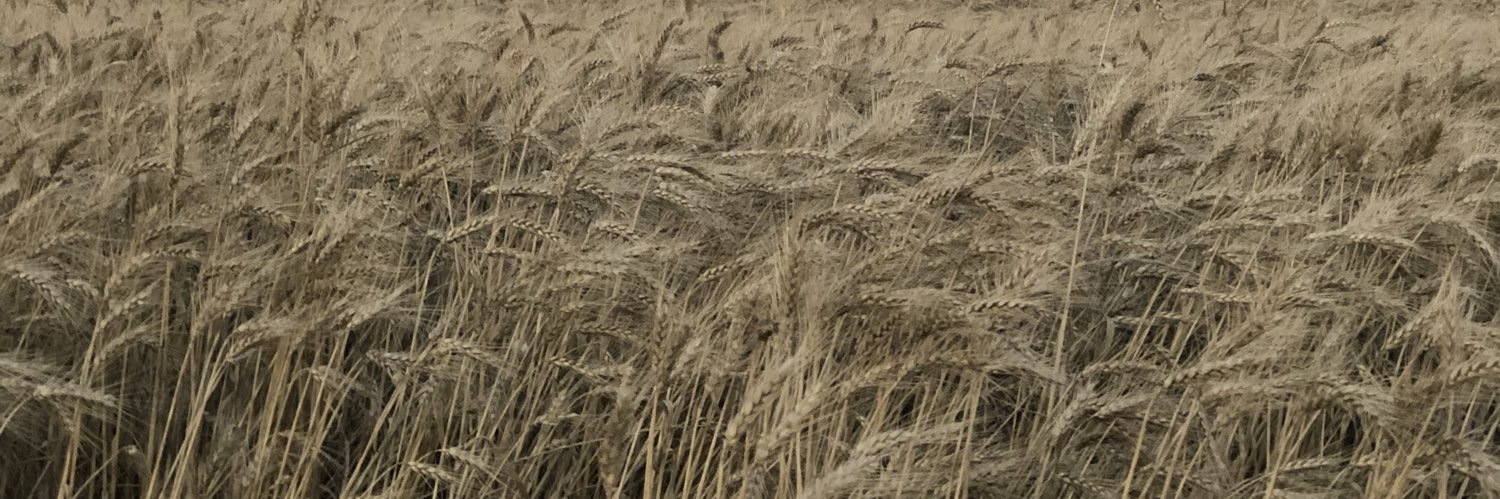 meliskarakoc's profile banner image