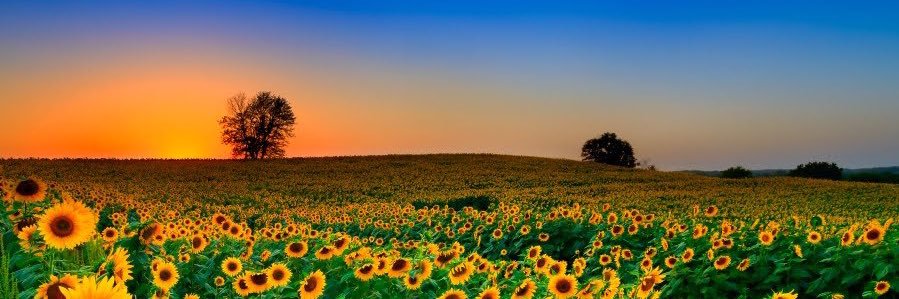 juleswoods's profile banner image
