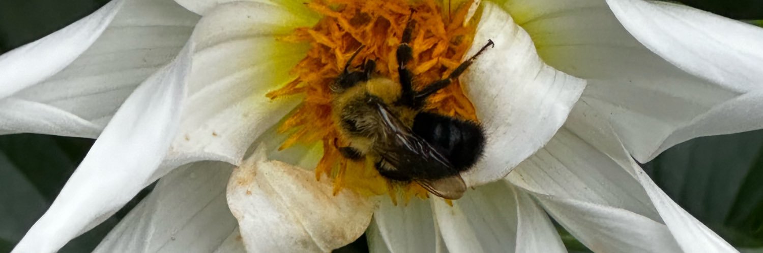 GHofmar ☮️ banner