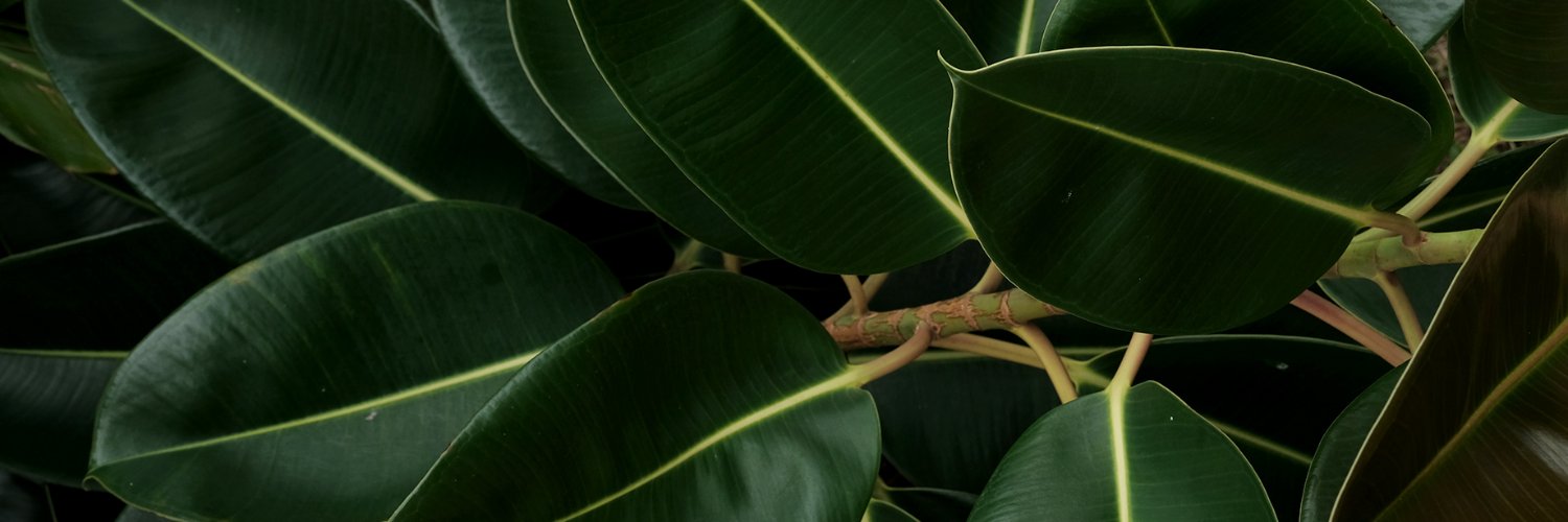walllnew's profile banner image