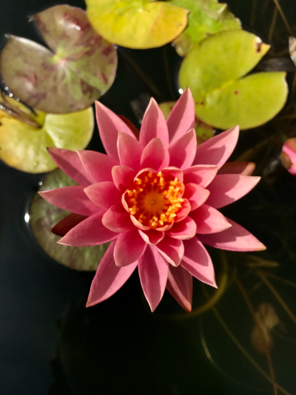 AllNewYorkFunTours banner