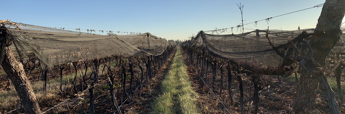 Proemio Wines banner