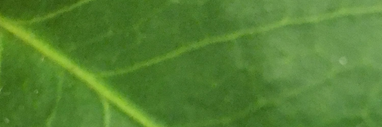 JuliodeCesar's profile banner image