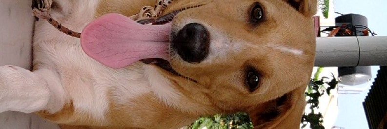 cdpropris's profile banner image