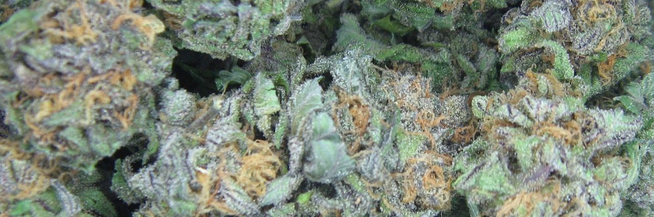 The Legend of OhioGanja banner