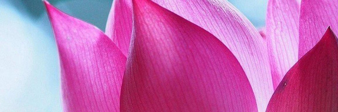 Pavabee's profile banner image