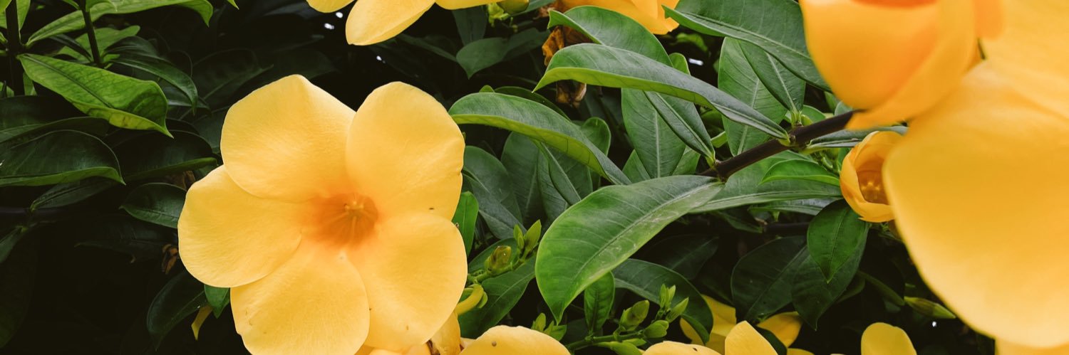 advamarcela's profile banner image
