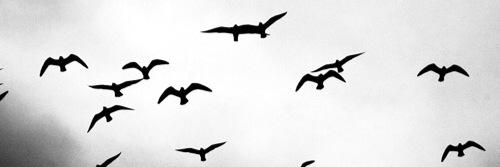 HonestPoems's profile banner image