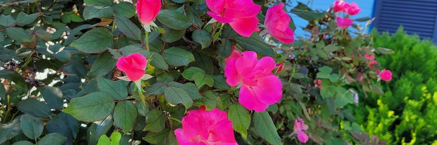 alicebaskous1's profile banner image