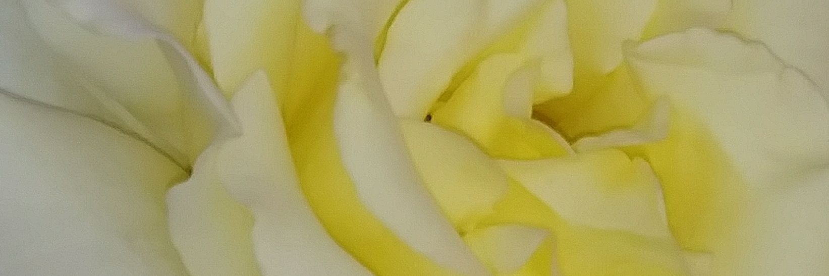 planter958's profile banner image